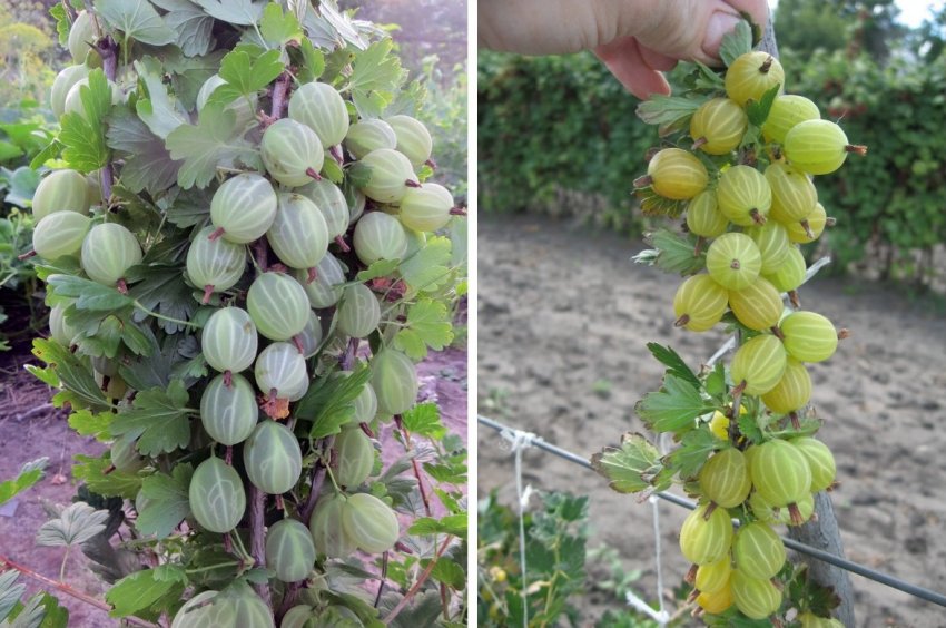 Агрус Сніжана Агрус Сніжана