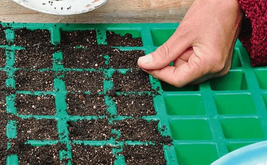 Как садить капусту на рассаду дома