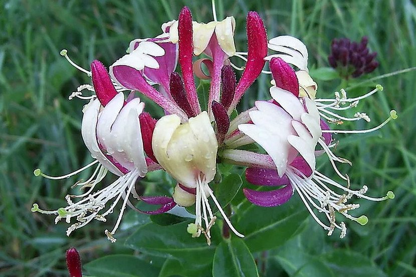 Декоративна кучерява жимолость Серотин (Serotina): опис сорту, посадка ...