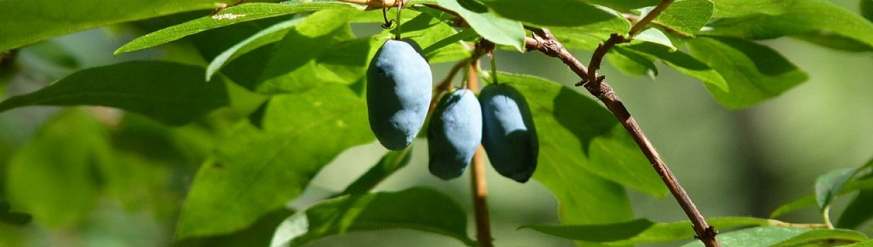 Жимолость їстівна Бореаліс: характеристики сорту і особливості вирощування