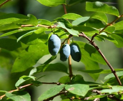 Жимолость їстівна Бореаліс: характеристики сорту і особливості вирощування
