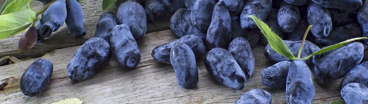 Чим корисна плодова жимолость для організму людини: способи застосування