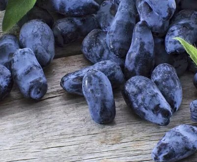 Чим корисна плодова жимолость для організму людини: способи застосування