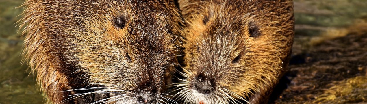 Дика і домашня нутрії: який вигляд має звір, розміри, маса, спосіб життя, розмноження