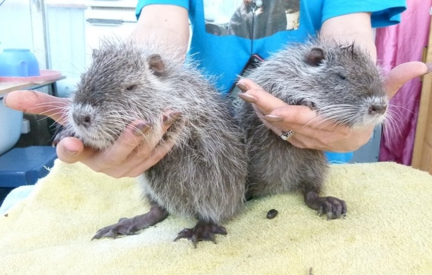 Нутрії Серебристые Нутрії Серебристые