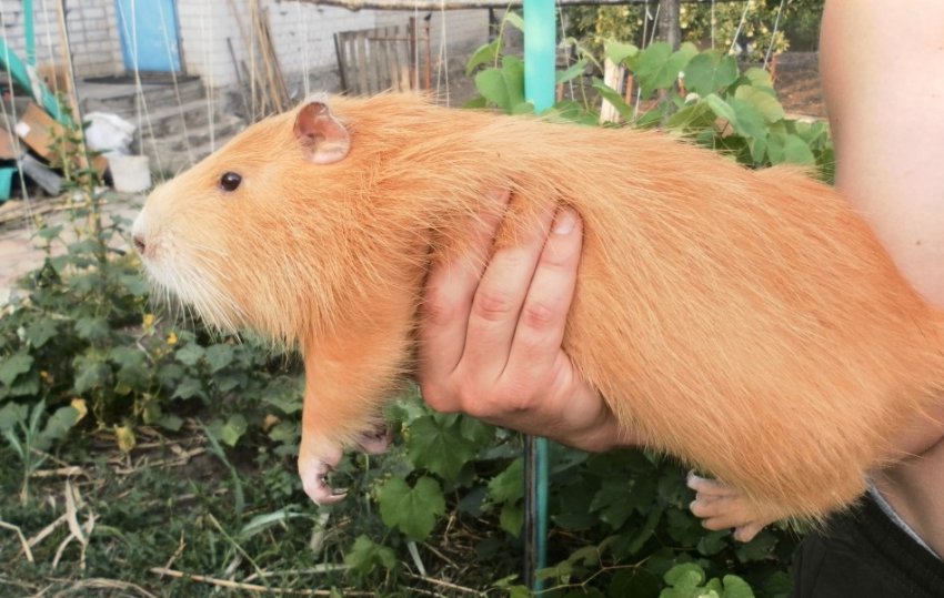 Нутрія Золотистая Нутрія Золотистая