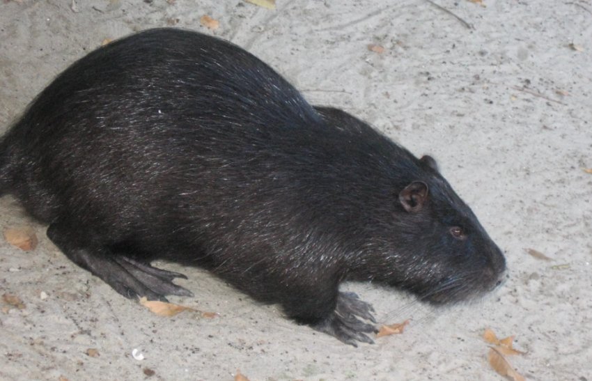 Нутрія Чёрная Нутрія Чёрная