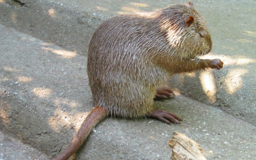 Нутрія Перламутровая Нутрія Перламутровая