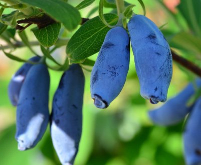 Жимолость їстівна Блакитне веретено