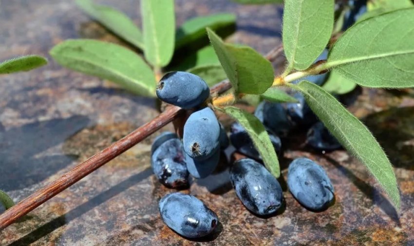 Листя жимолості