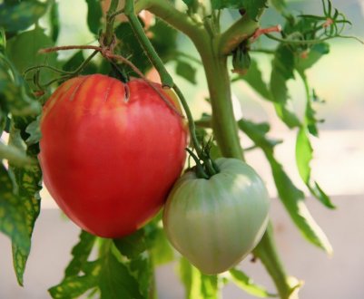 Томат «Вельможа»: опис та характеристика сорту, особливості вирощування та догляду