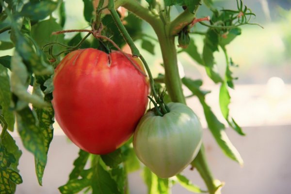 Томат "Вельможа": описание сорта и фото, характеристики, советы как растить помидоры