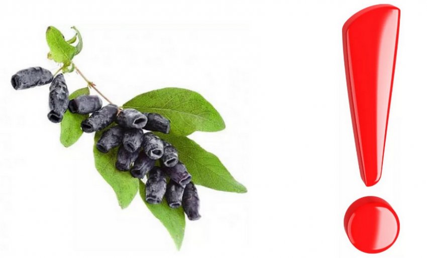 Протипоказання до вживання ягід жимолості