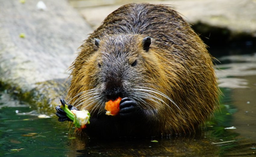 Що їдять нутрії Що їдять нутрії