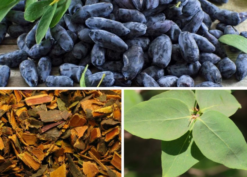 Ягоди, кора і листя жимолості