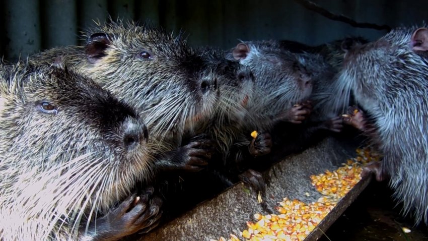 Харчування нутрій у домашніх умовах Харчування нутрій у домашніх умовах