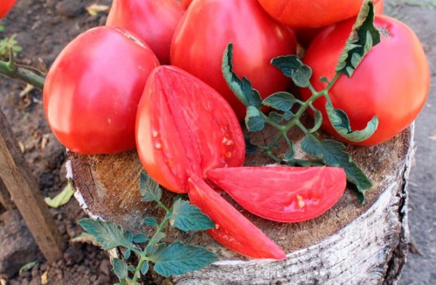 Томат Вельможа Томат Вельможа