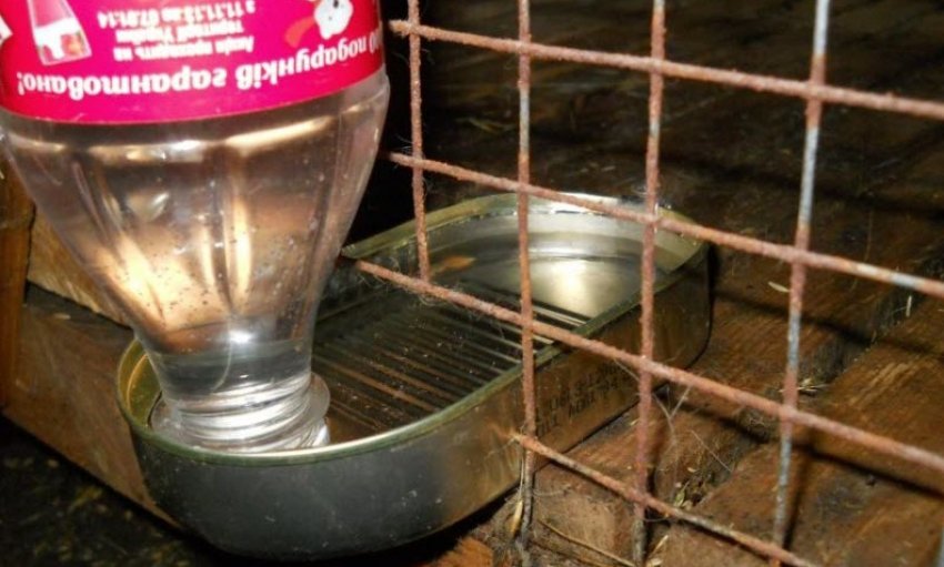 Самостійно виготовлена поїлка для нутрій Самостійно виготовлена поїлка для нутрій