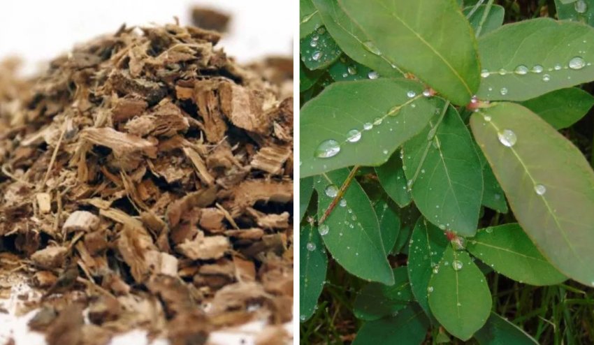 Кора і листя жимолості