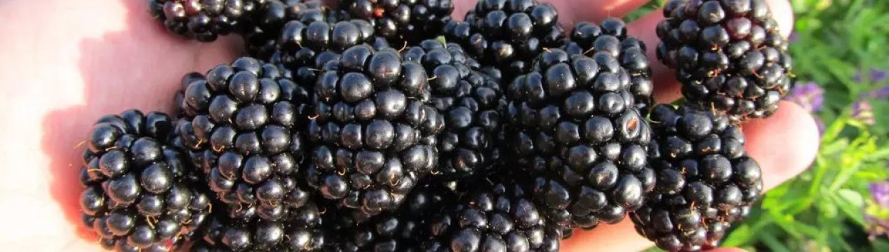 Особливості вирощування ожини сорти Газда