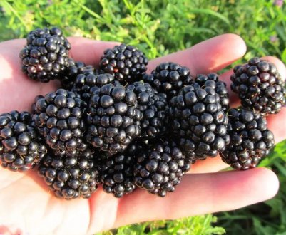 Особливості вирощування ожини сорти Газда