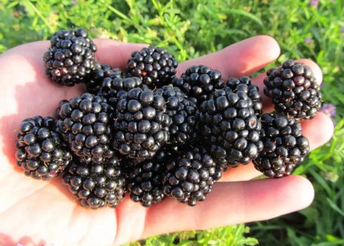 Особенности выращивания ежевики сорта Газда