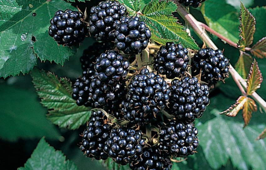 Ожина сорти Газда