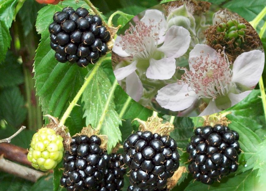 Ожина сорти Газда