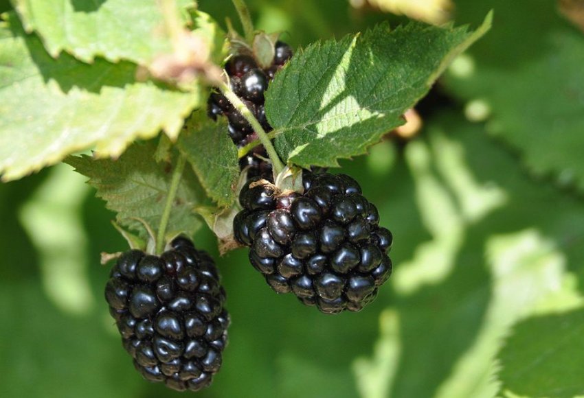 Ожина сорти Газда