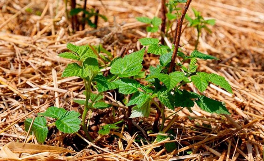 Мульчування ожини