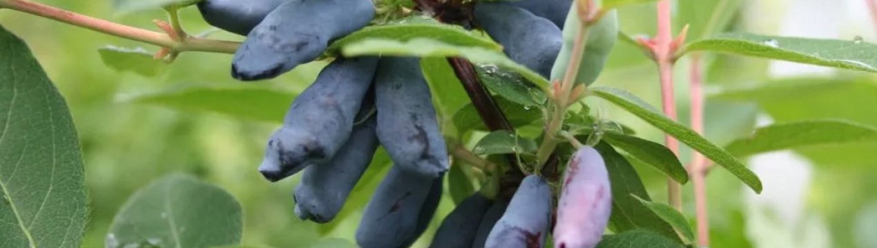 Жимолость їстівна Соловей — основні характеристики