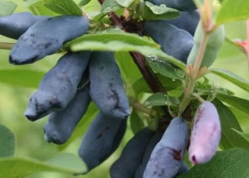 Жимолость їстівна Соловей — основні характеристики