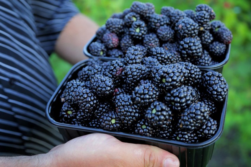 Урожай ожини