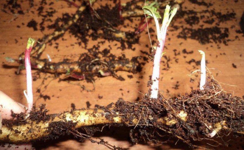 Розмноження живцями