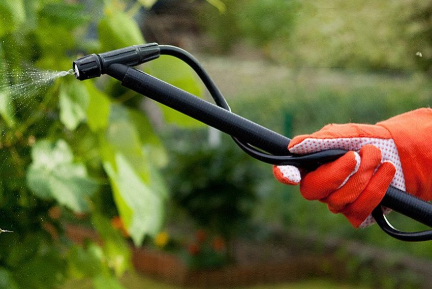 Обробка ожини від хвороб і шкідників