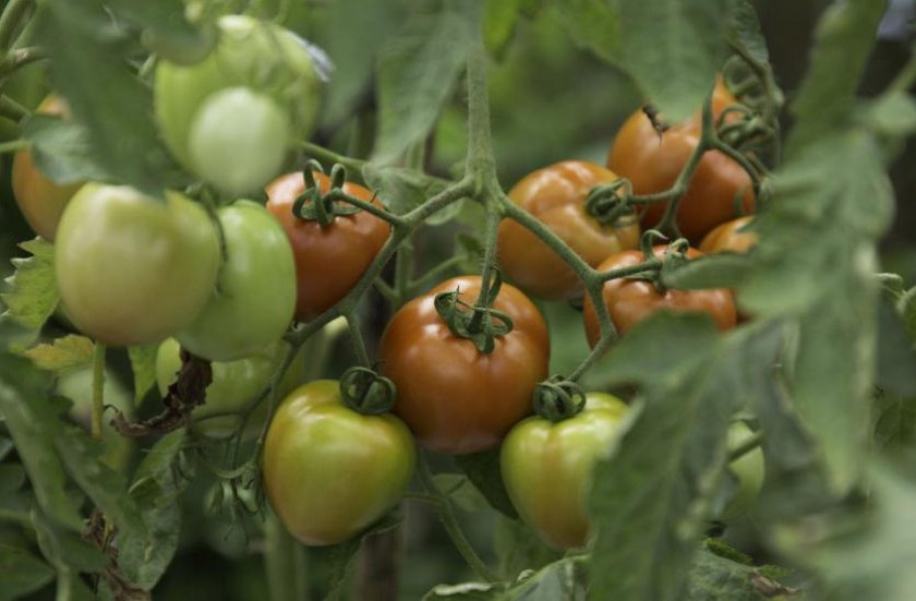 Выращивание томата Вельможа