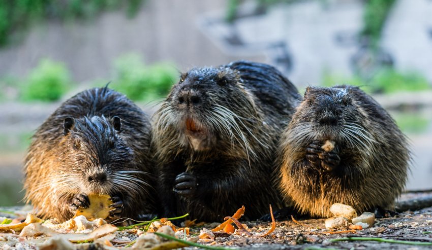 Нутрії в домашних условиях Нутрії в домашних условиях