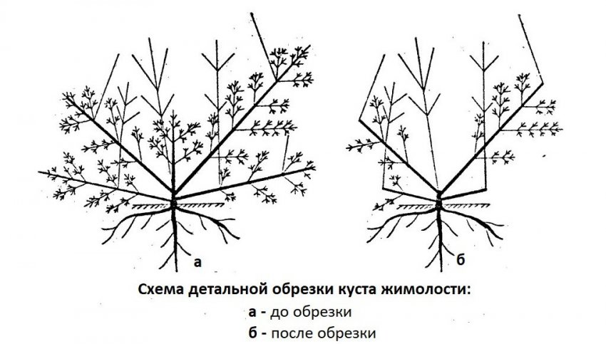 Детальна обрізка Детальна обрізка