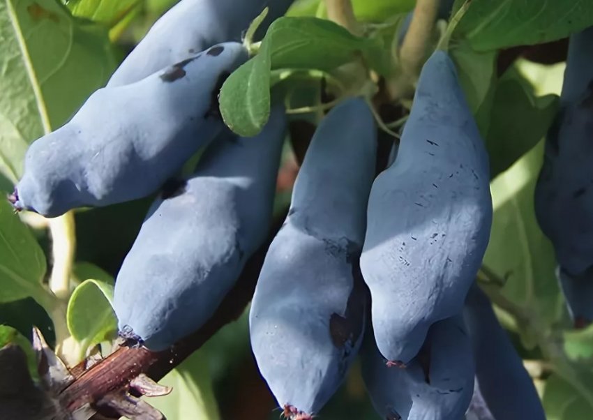 Жимолость Соловей Жимолость Соловей