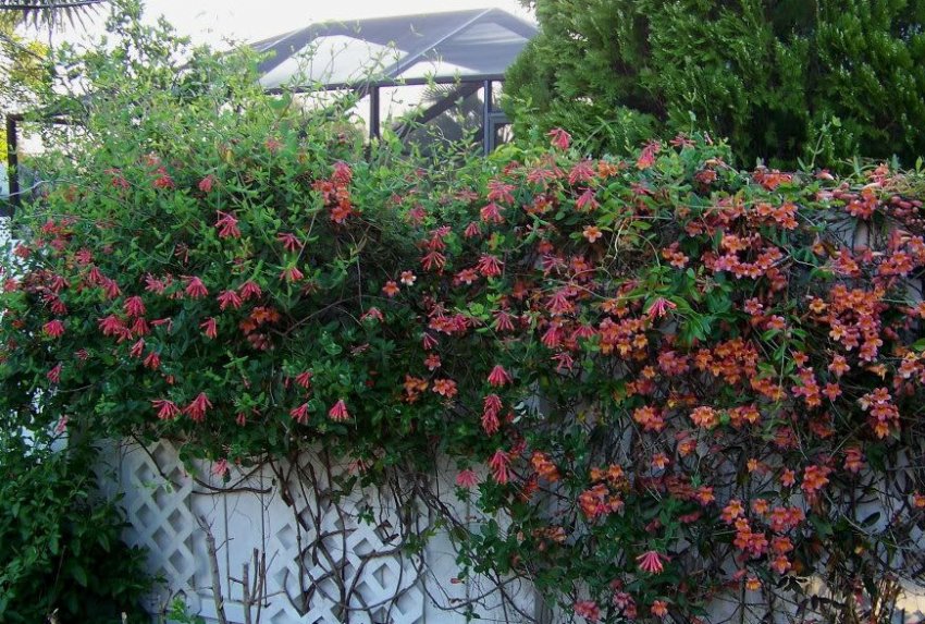 Кучерява жимолость Кучерява жимолость