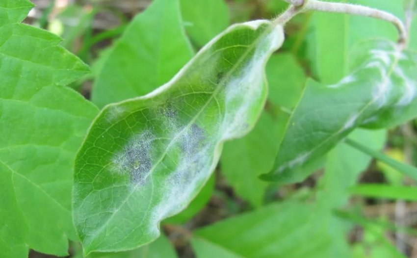 Борошниста роса на жимолості Борошниста роса на жимолості