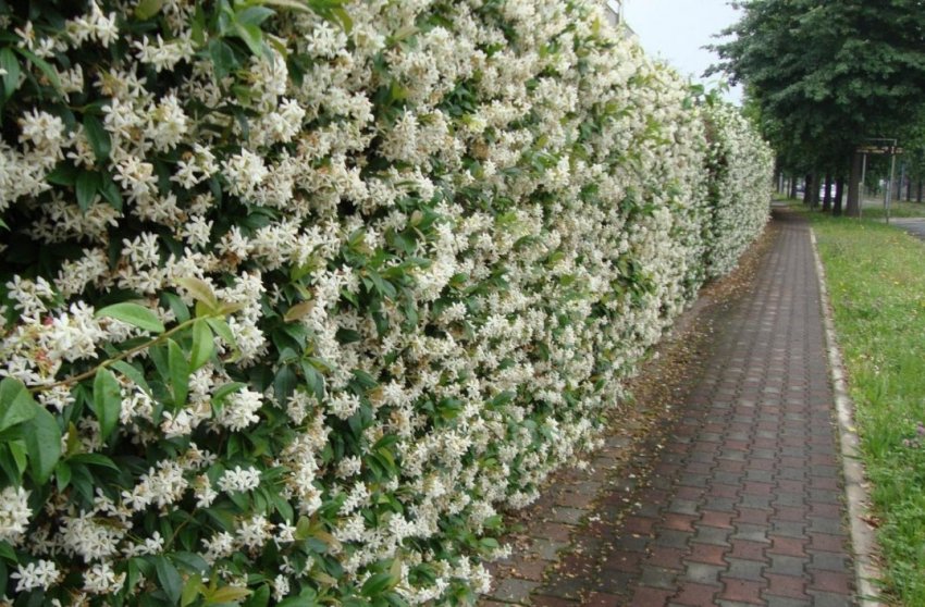 живопліт з жимолості живопліт з жимолості