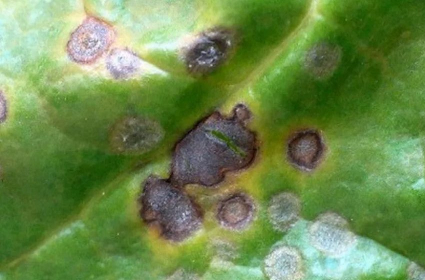 Бура плямистість на жимолості Бура плямистість на жимолості