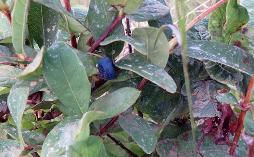 Світло-сіра пятнистостость жимолості Світло-сіра пятнистостость жимолості