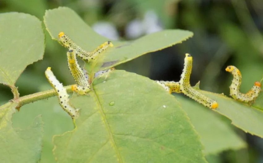 Пильщик жимолостный мінливий Пильщик жимолостный мінливий