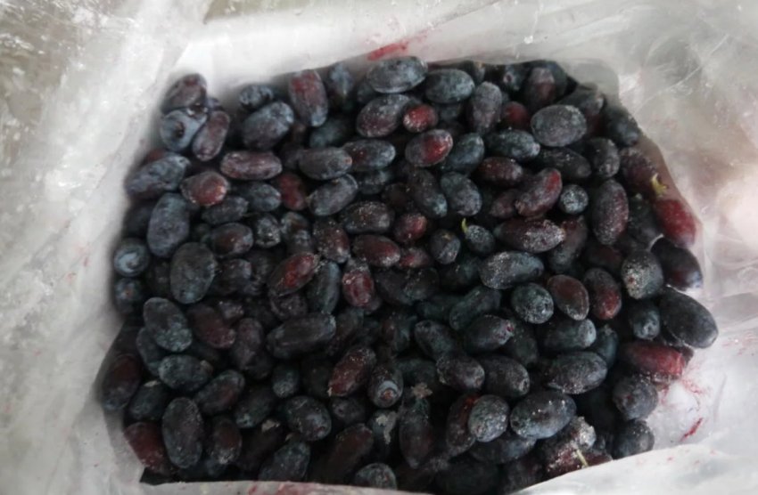 Заморожування жимолості Заморожування жимолості