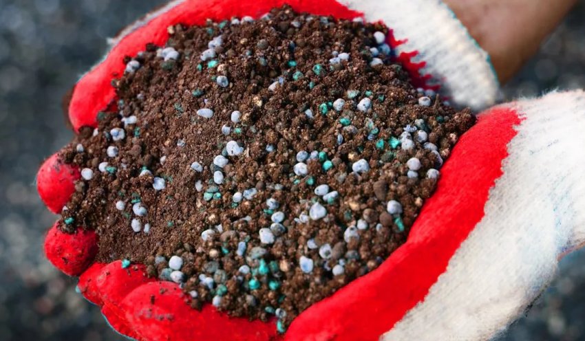 Підживлення жимолості Підживлення жимолості