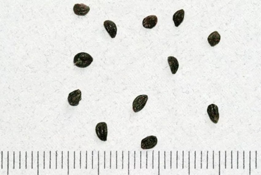 Насіння жимолості Насіння жимолості