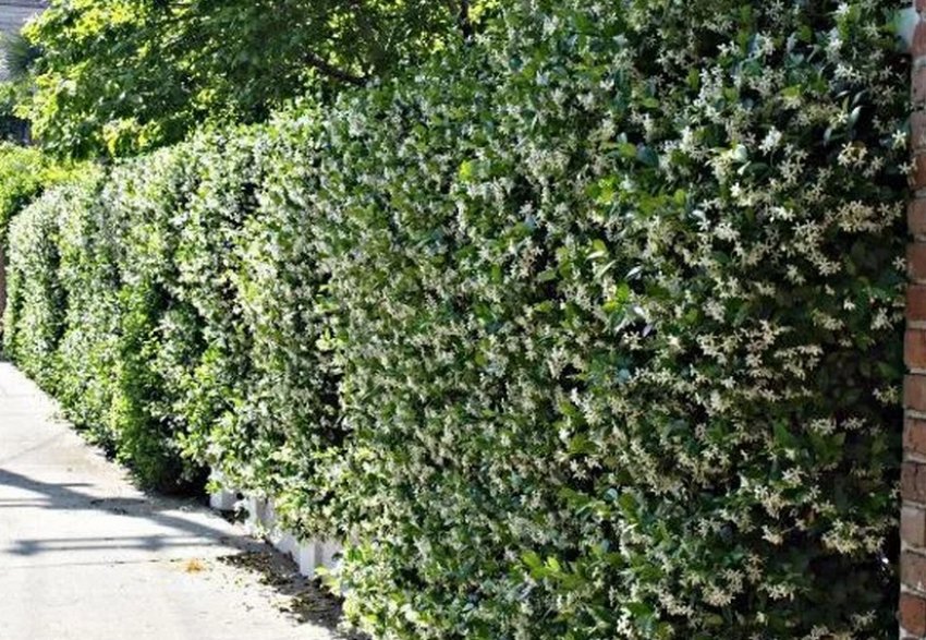 живопліт з жимолості живопліт з жимолості