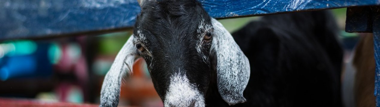 Масова загибель кіз і овець від отруєння зафіксовано у Молдові